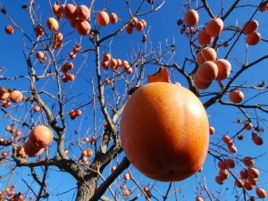 Frutta e verdura a novembre