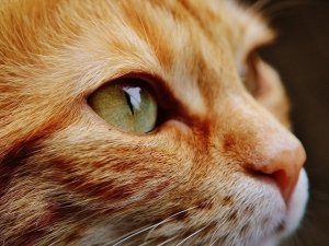 7 consigli Macro per vivere con il proprio animale