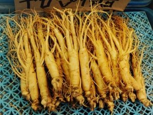 Ginseng: proprietà e utilizzi contro stress e stanchezza