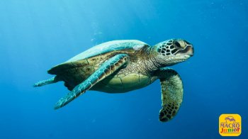 Giornata Mondiale delle Tartarughe: un invito all’azione per salvare il Pianeta