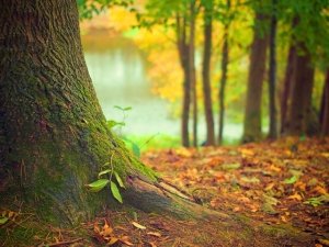 La Vita Segreta degli Alberi: alla scoperta di un mondo nascosto