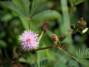 La Mimosa Pudica: anche le piante provano timidezza