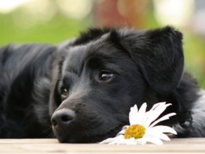 Animali e cure naturali: focus sui fiori di Bach