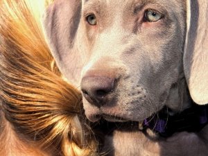 Pet Therapy: lavoro sostenibile?