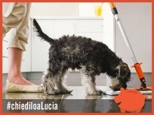 Proteggi i tuoi animali! Lava i pavimenti con detergenti naturali fai da te
