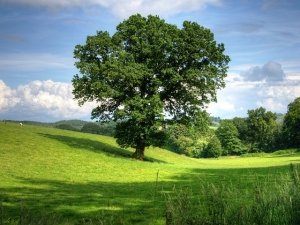 La quercia pappamolle e il faggio antisociale