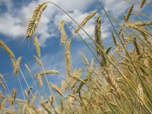 Terra dei fuochi e agricoltura biodinamica