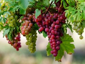 Uva, golosi e benefici grappoli