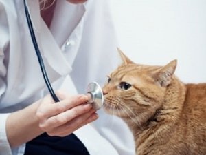 Veterinaria: un cambiamento di rotta è necessario