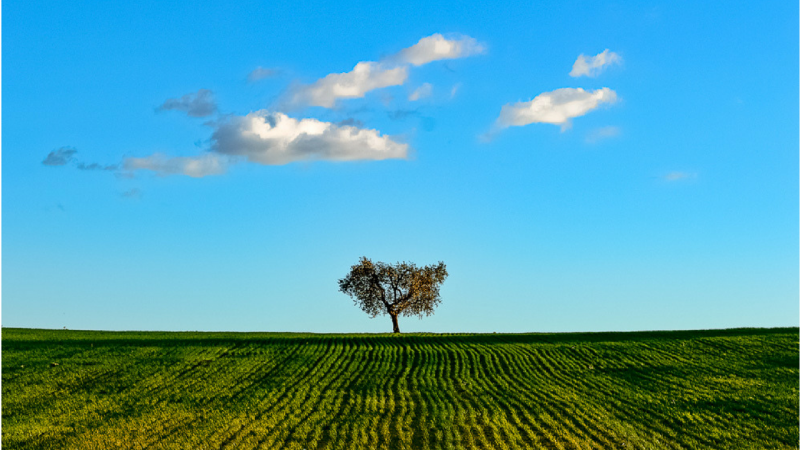 Alcuni alberi hanno 