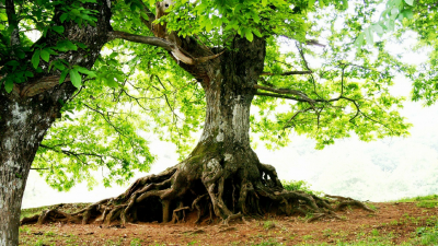 Alberi soccorritori