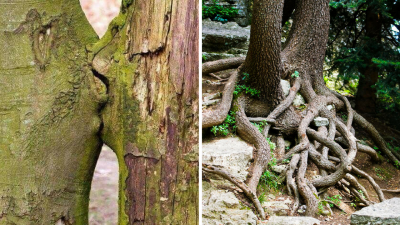 Gli alberi amano per sempre