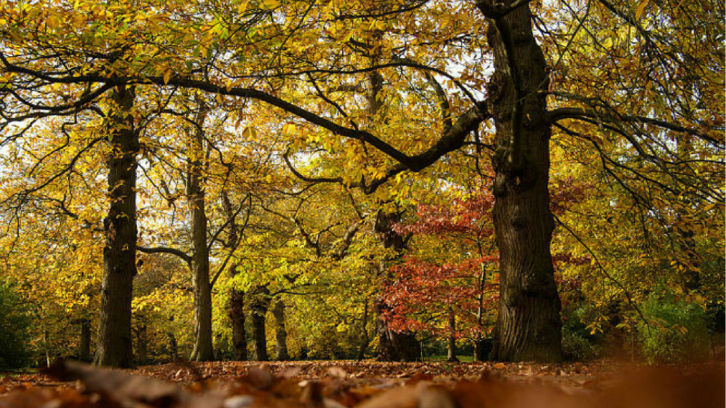 Esiste un galateo della foresta Esiste un galateo della foresta