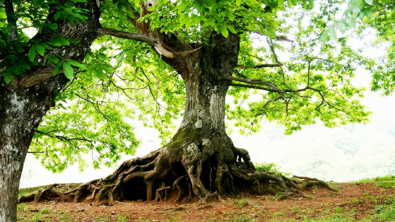 Alberi soccorritori Alberi soccorritori