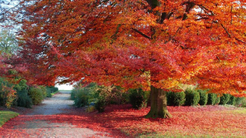 Gli alberi prendono decisioni Gli alberi prendono decisioni