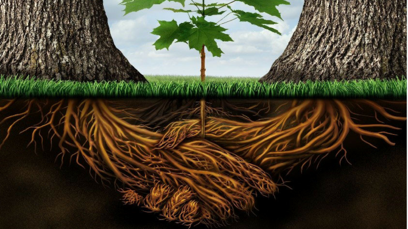 Gli alberi stringono amicizia Gli alberi stringono amicizia