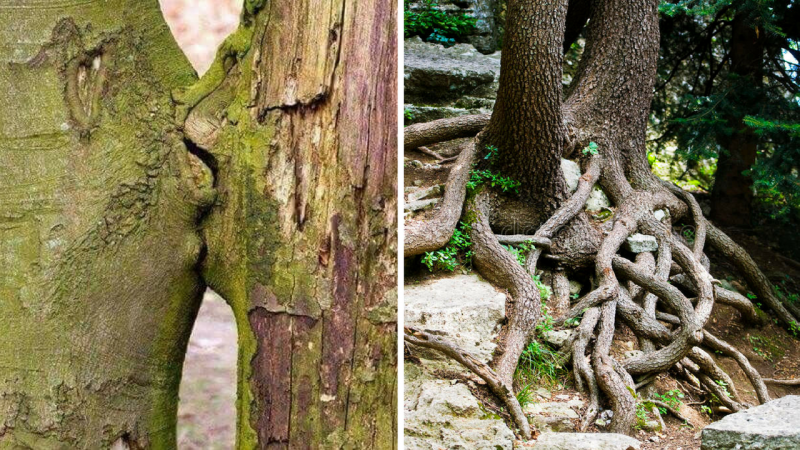 Gli alberi amano per sempre Gli alberi amano per sempre