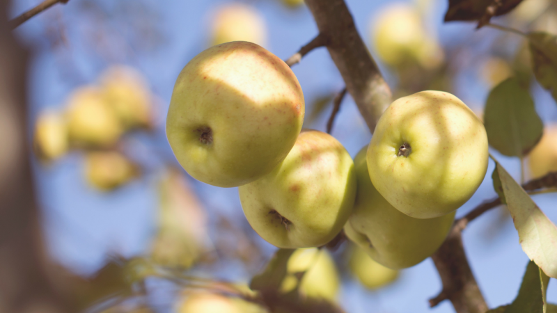 Possiedono il senso del gusto Possiedono il senso del gusto