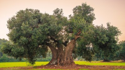 Senso della famiglia Senso della famiglia