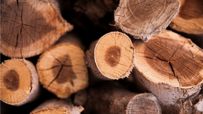 Gli alberi hanno le ruge Gli alberi hanno le ruge