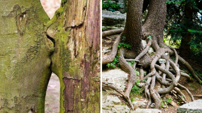 Gli alberi amano per sempre Gli alberi amano per sempre
