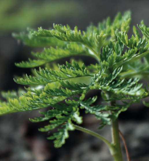 Artemisia Annua